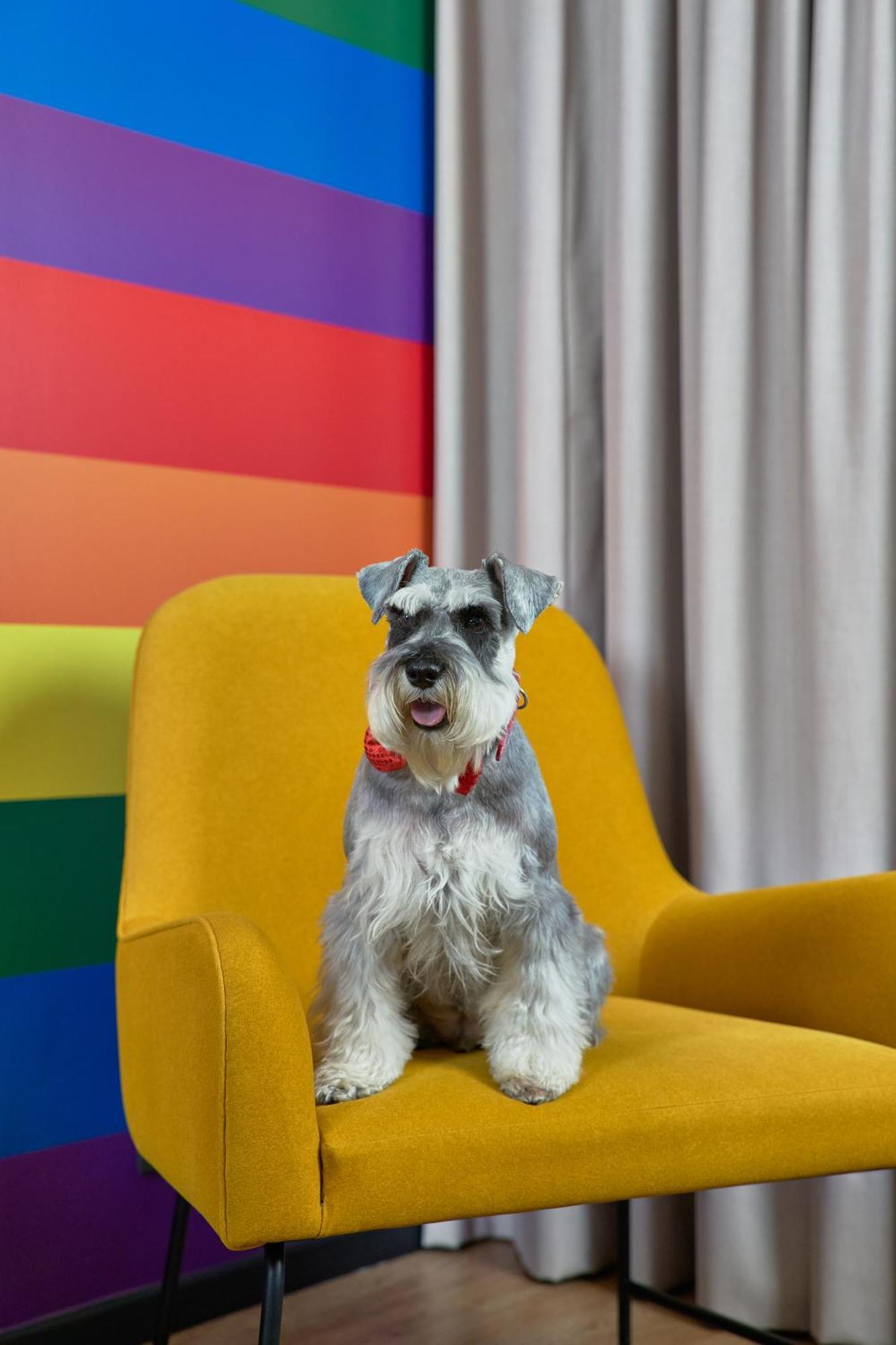 Pullman Santiago Vitacura Bagian luar foto Schnauzer