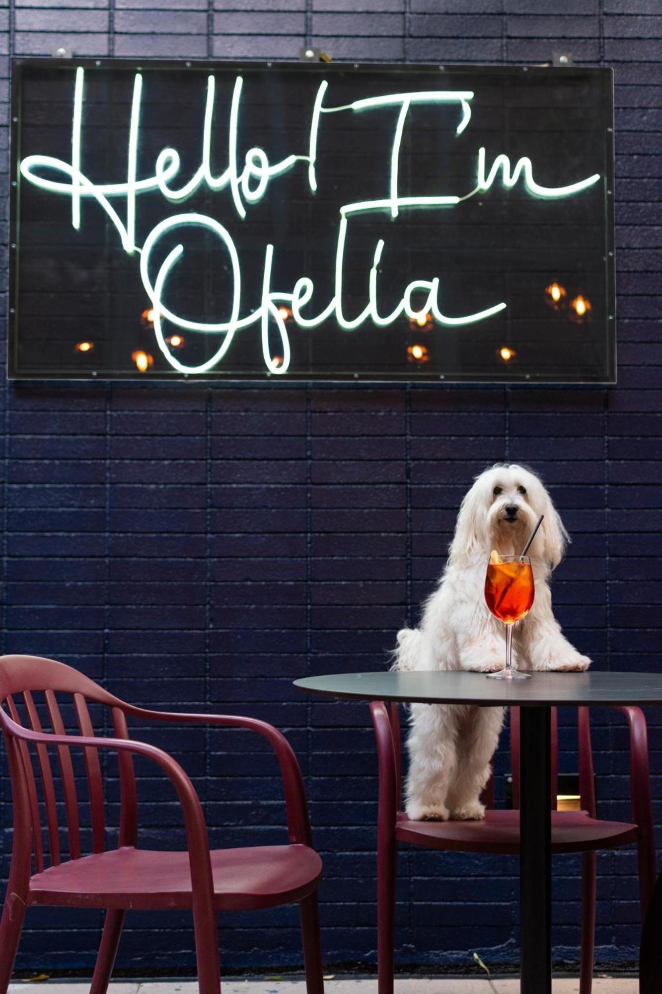 Pullman Santiago Vitacura Bagian luar foto A dog at the bar